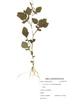 藏品(茯苓菜)的圖片